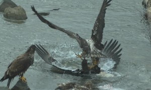 Juvenile Eagle Body Slams Adult for Some Fish