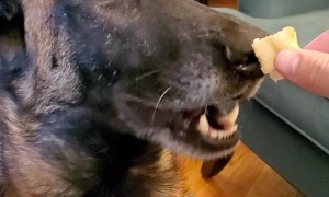 Pizza Loving Dogs Have One Difference