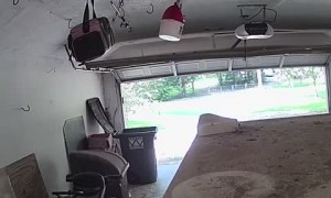 Camera Catches Kingsnake