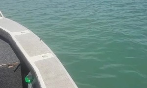 Fisherman Reels in Massive Crocodile