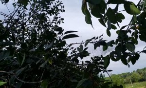 Starlings Swarm Across the Sky