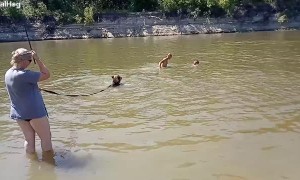 Bear and Beach Goers Swim Together