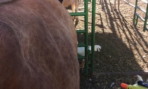 Pump Action Pest Control