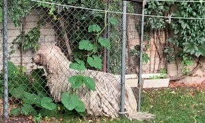 Fluffy Dog Forces Way Through Fence