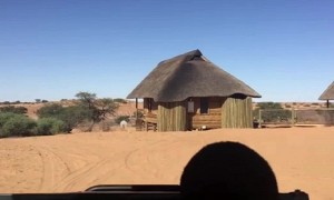 Tourists in South Africa unexpectedly find lion in front of their room