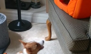 When Pumpkins Fight Back