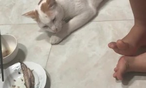Sleepy Kitty Snatches Dinner