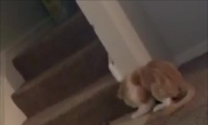 Cheering for Football Frightens Kitty