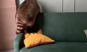 Rotund Raccoon Rolls Off Couch