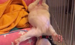 Sweet Sleeping Upside Down Dog