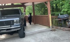 Bear Makes Off with Bacon