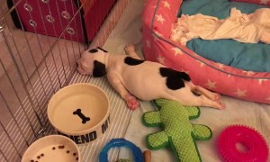 Puppy Dogs First Monday