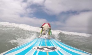 Pitbull Surfs the California Coast