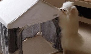 Pomeranian's Doggylicious Dance Moves
