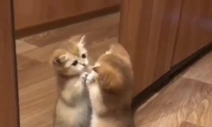 Kitty Takes Itself on in Mirror