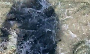 Mullet Fish in Miami