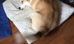 Doggy Having Good Dreams