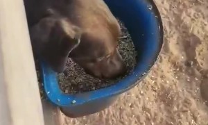 Horse and dog share yummy lunchtime together