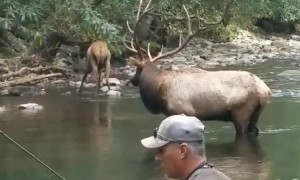 Elk Share Stream with Fisherman