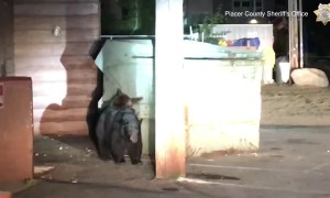 Bear cub rescued from dumpster by police
