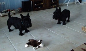 Skeptical Scottish Terriers confront new toy monkey