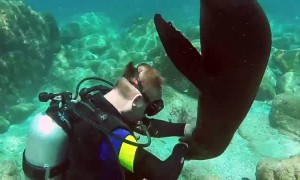 Playful sea lion attacks diver in Mexico