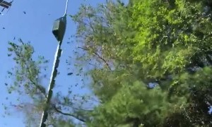 Trees Get Trimmed by Live Power Lines