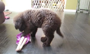 Puppy surprises owner with 