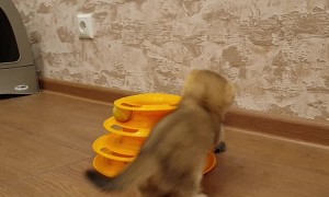 Cute Kitty Can't Quite Fit