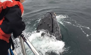 Up-close encounter with friendly humpback whale