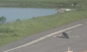 Alligator on airport runway in Florida delays plane