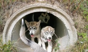 Pups in a Pipe