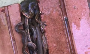 Small Snakes Find Home in Stack of Bricks
