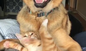 Kitten Loves to Tangle with Tail