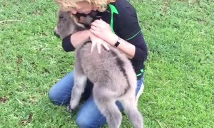 Baby Donkey Craves Cuddles