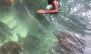 Swimming with Sea Turtles