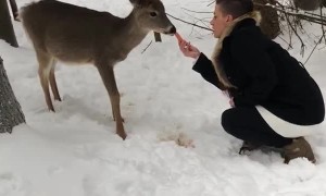 Deer Tries to Pet Person Back