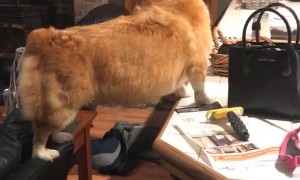 Corgi Conundrum