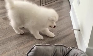 Dog Found Her Favorite Toy