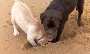 Determined dog shows puppy how to dig a hole