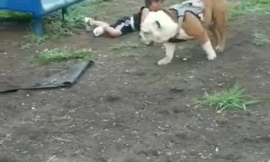 Dog Puts Kid in the Dirt