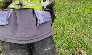 Woman Catches Angry Kookaburras