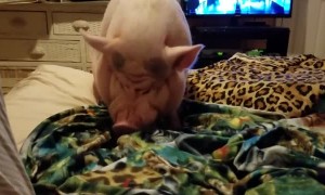 Strawberry and Coconut Snack for Sammy