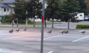 Geese Go Walking