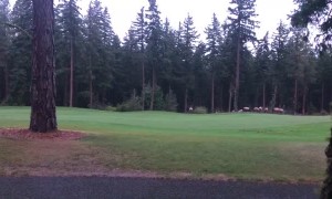 Angry Elk on the Green