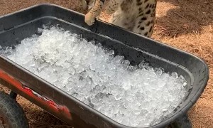 Big Cat Intrigued with Ice