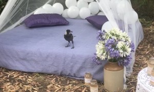 Magpie Messes with Birthday Balloons