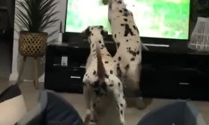 Dalmatians see dogs on TV, accidentally knock it over