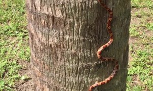 Skilled Snake Scales a Tree