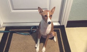 Talkative Basenji dog lets us know wha's on her mind